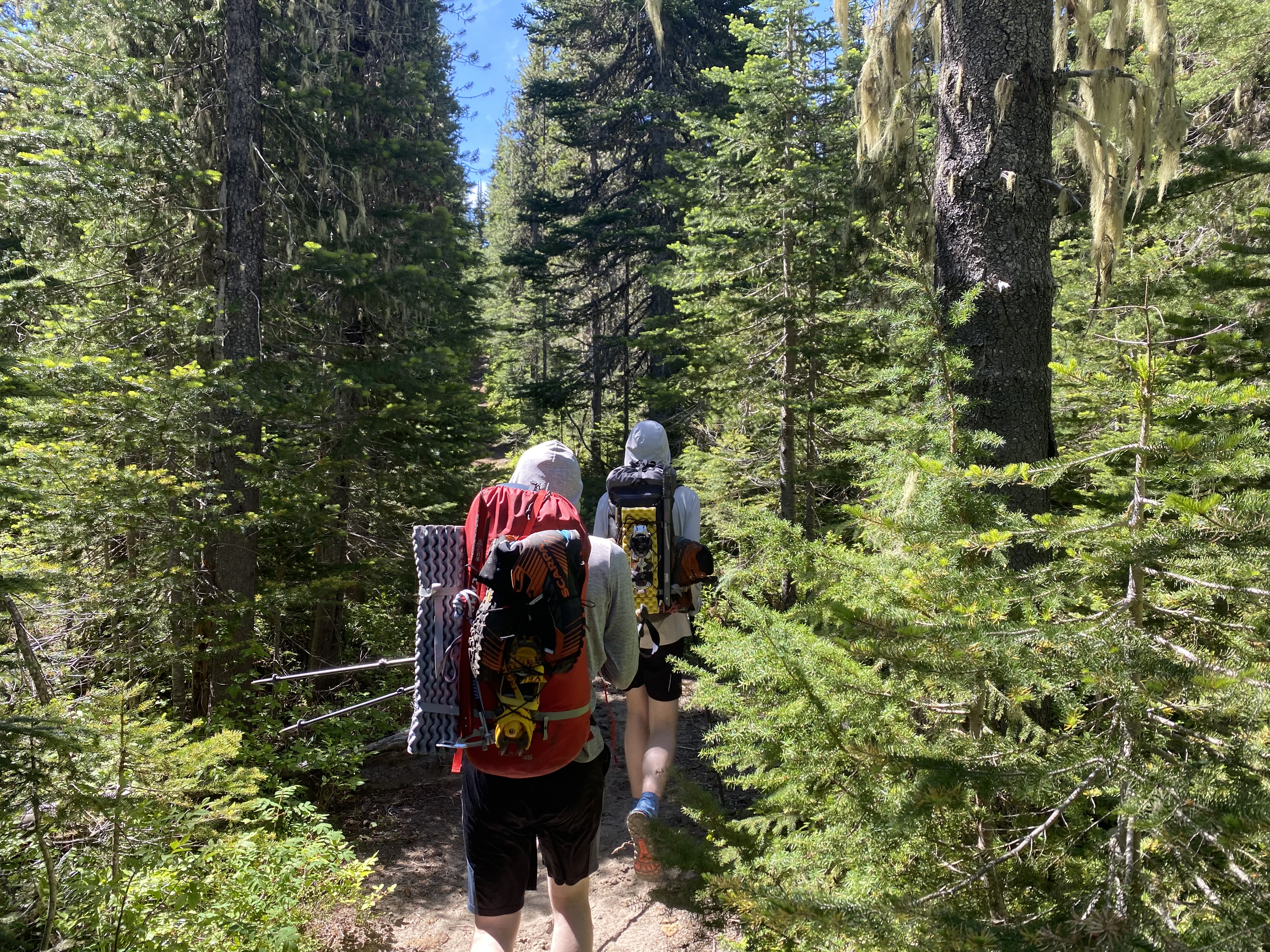 The approach to base camp through the forest.