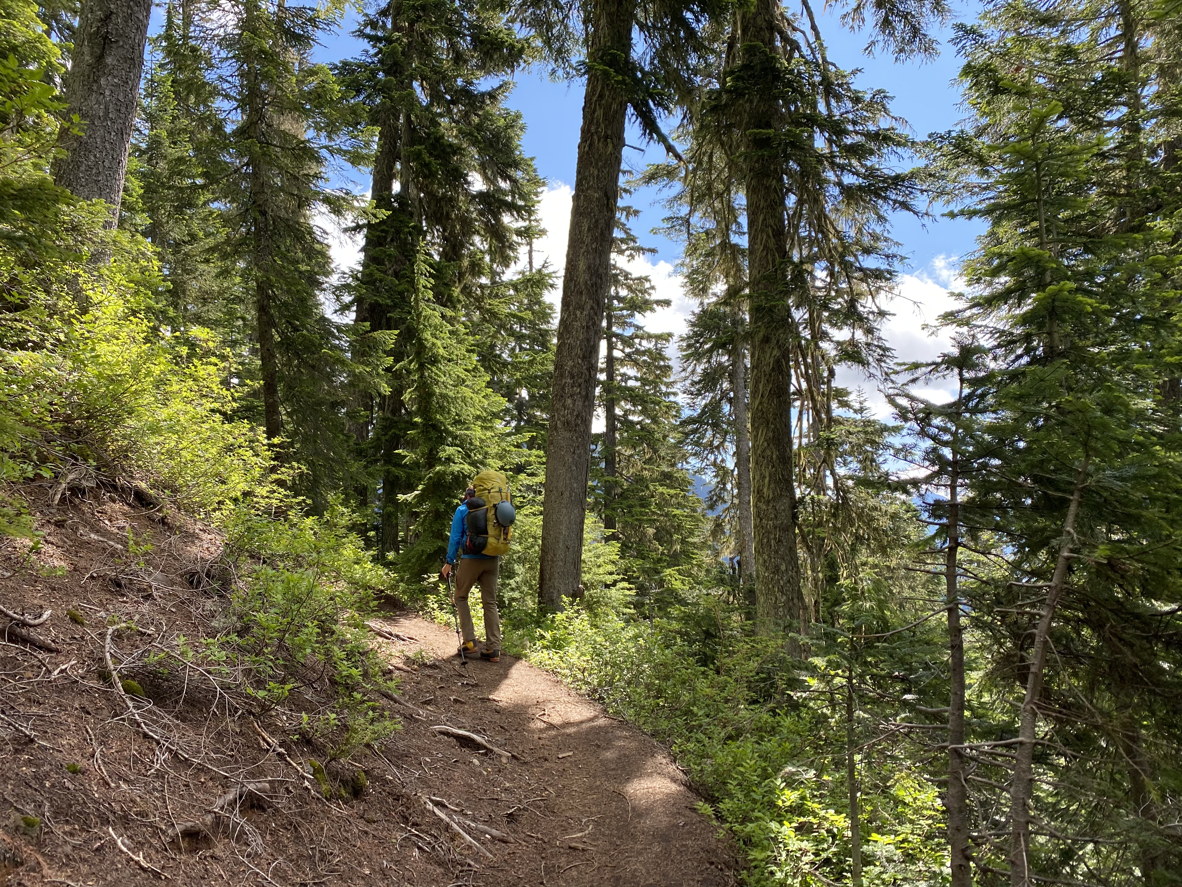 Paul hiking through the forest zone.