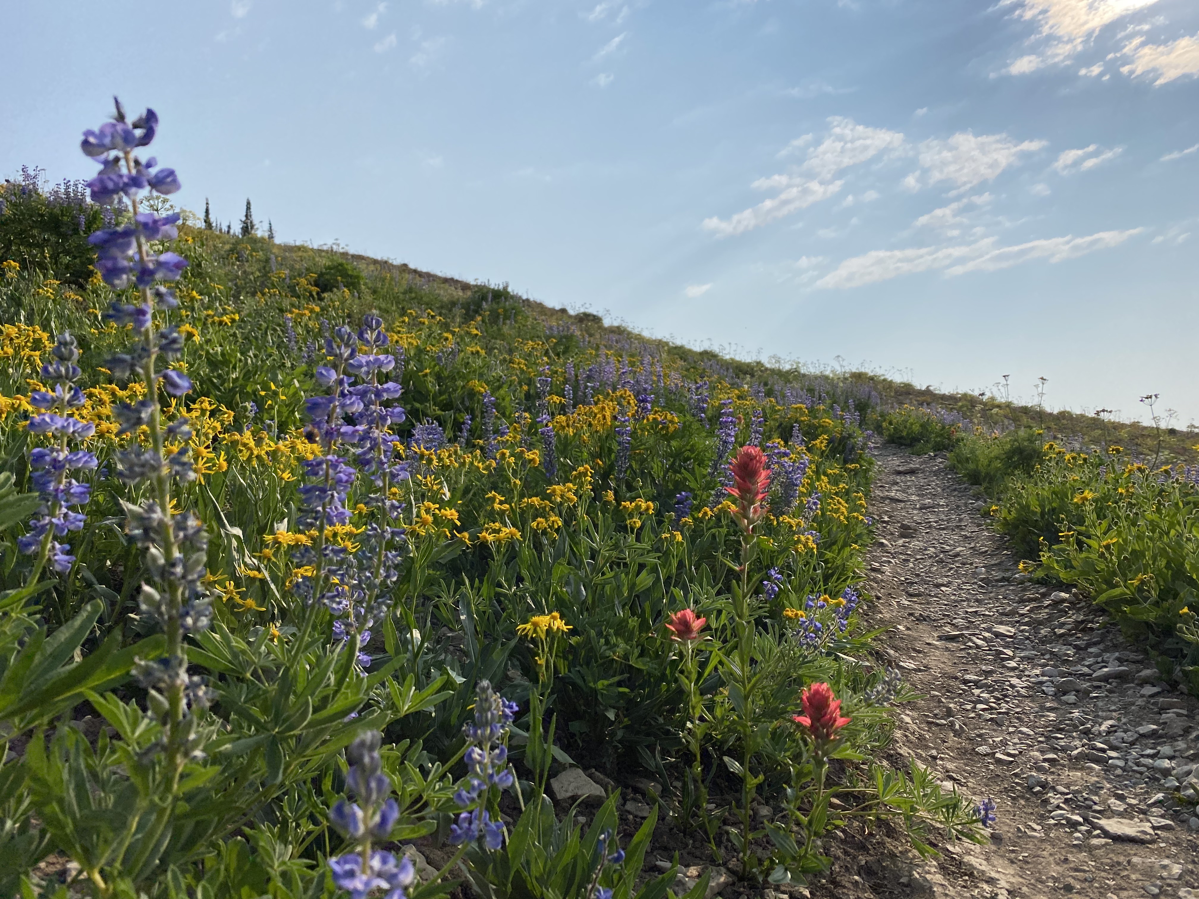 Wild flowers in the Jedediah Smith Wilderness.