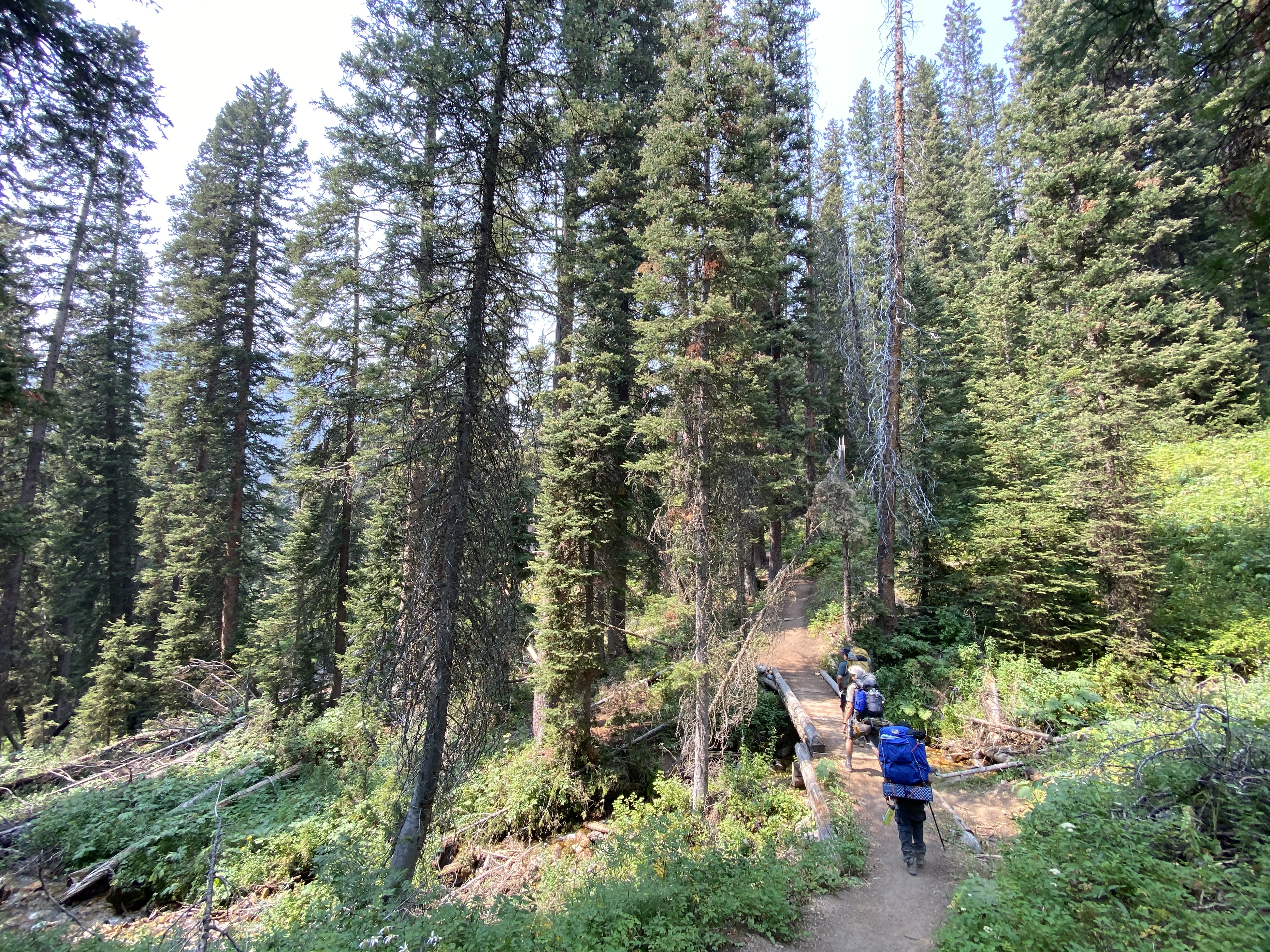 Timur, Willy and Ari surrounded by lodgepole pine trees.